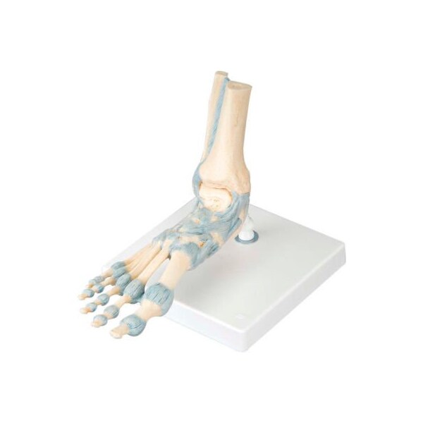 3B Anatomical Model - Foot Skeleton with Ligaments